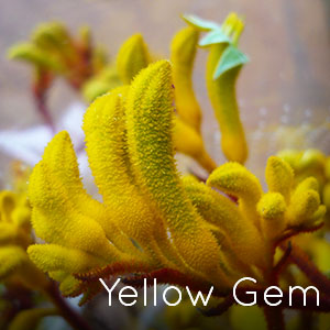 Photo of Yellow Gem Kangaroo Paw flower